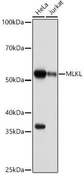 MLKL Rabbit Monoclonal Antibody