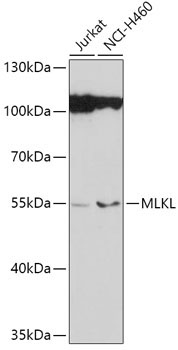 MLKL Rabbit Polyclonal Antibody