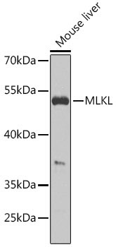 MLKL Rabbit Polyclonal Antibody - Image 2