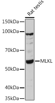 MLKL Rabbit Polyclonal Antibody - Image 3
