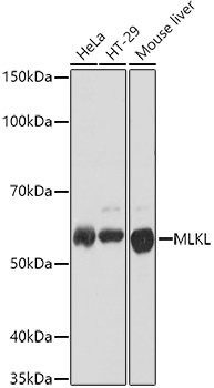MLKL Rabbit Polyclonal Antibody