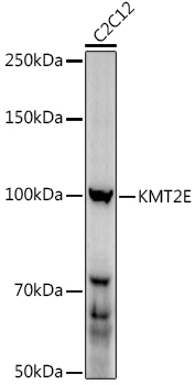 MLL5 Rabbit Polyclonal Antibody