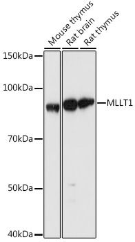 MLLT1 Rabbit Polyclonal Antibody