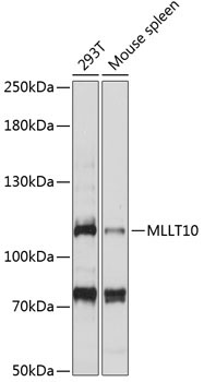 MLLT10 Rabbit Polyclonal Antibody