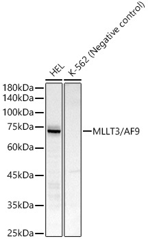 MLLT3/AF9 Rabbit Monoclonal Antibody
