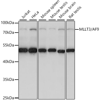 MLLT3/AF9 Rabbit Polyclonal Antibody