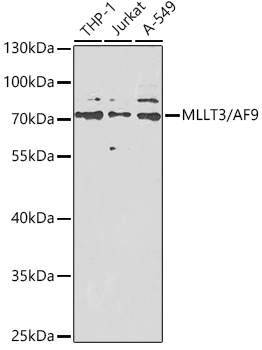 MLLT3/AF9 Rabbit Polyclonal Antibody