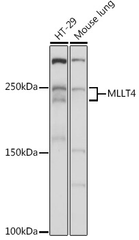 MLLT4 Rabbit Polyclonal Antibody