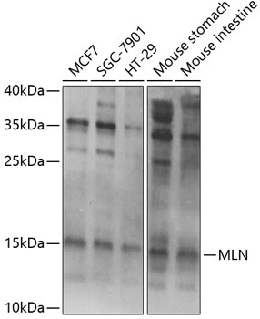 MLN Rabbit Polyclonal Antibody