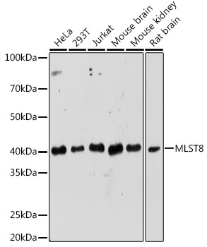 MLST8 Rabbit Polyclonal Antibody