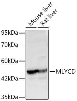 MLYCD Rabbit Polyclonal Antibody