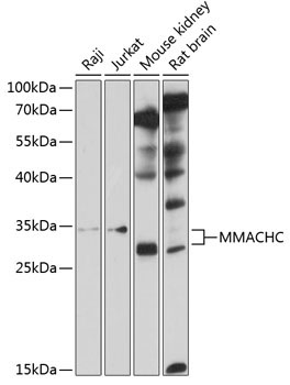 MMACHC Rabbit Polyclonal Antibody