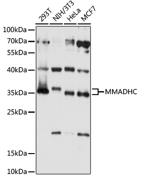 MMADHC Rabbit Polyclonal Antibody