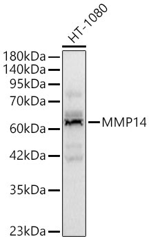 MMP14 Rabbit Polyclonal Antibody