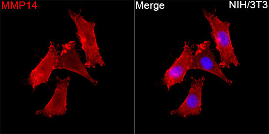 MMP14 Rabbit Polyclonal Antibody - Image 3