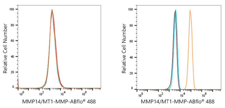 MMP14/MT1-MMP Rabbit Monoclonal Antibody - Image 6