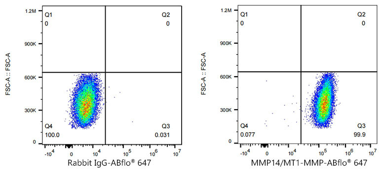 MMP14/MT1-MMP Rabbit Monoclonal Antibody - Image 8