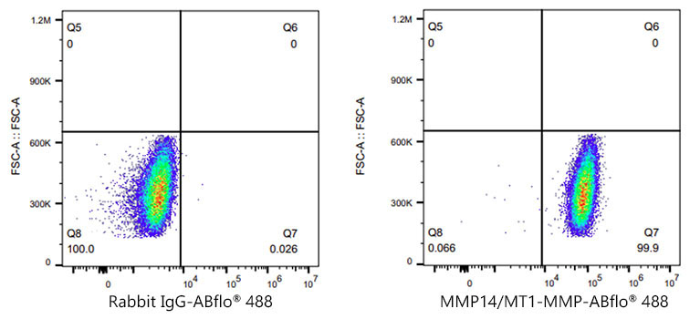 MMP14/MT1-MMP Rabbit Monoclonal Antibody - Image 9