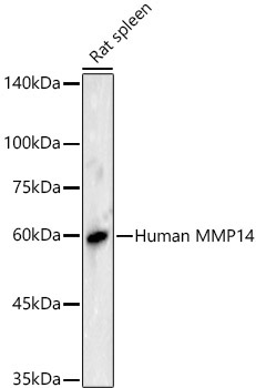 MMP14/MT1-MMP Rabbit Polyclonal Antibody