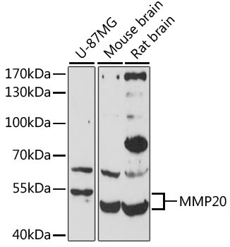 MMP20 Rabbit Polyclonal Antibody