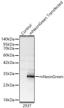 mNeonGreen Rabbit Polyclonal Antibody