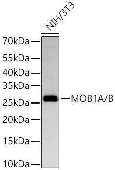 MOB1A/B Rabbit Monoclonal Antibody - Image 2
