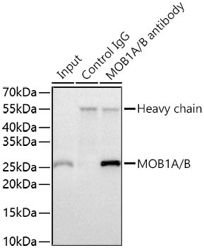MOB1A/B Rabbit Monoclonal Antibody - Image 3