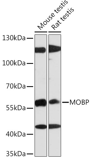 MOBP Rabbit Polyclonal Antibody