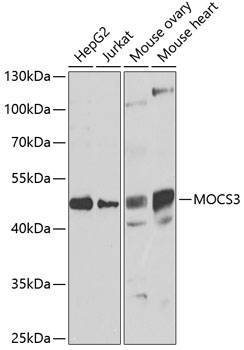 MOCS3 Rabbit Polyclonal Antibody