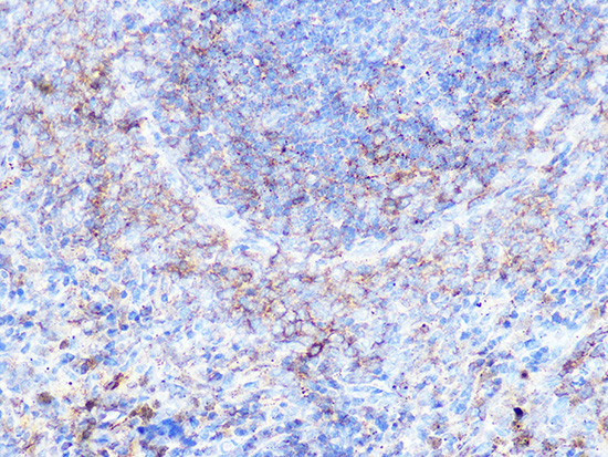Moesin Rabbit Monoclonal Antibody - Image 2