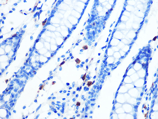Moesin Rabbit Monoclonal Antibody - Image 3