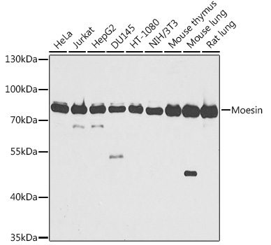Moesin Rabbit Polyclonal Antibody