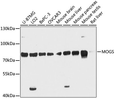 MOGS Rabbit Polyclonal Antibody