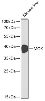 MOK Rabbit Polyclonal Antibody