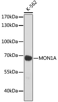 MON1A Rabbit Polyclonal Antibody