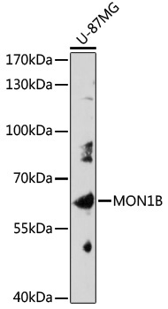 MON1B Rabbit Polyclonal Antibody