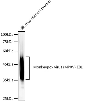Monkeypox virus (MPXV) E8L Rabbit Monoclonal Antibody