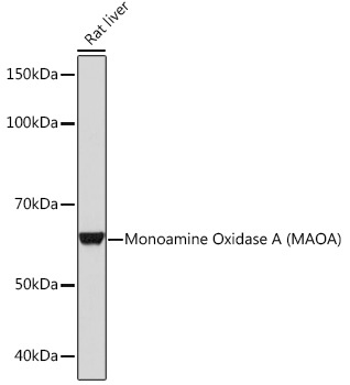 Monoamine Oxidase A (MAOA) Rabbit Monoclonal Antibody - Image 2