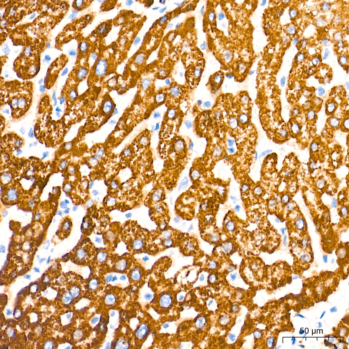 Monoamine Oxidase A (MAOA) Rabbit Monoclonal Antibody - Image 3