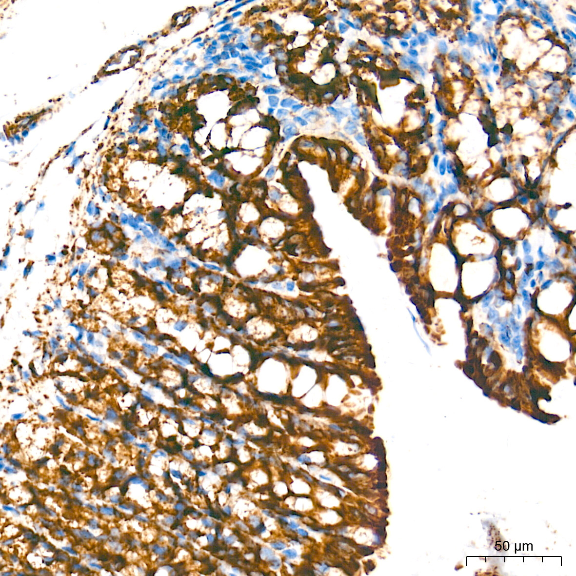 Monoamine Oxidase A (MAOA) Rabbit Monoclonal Antibody - Image 7