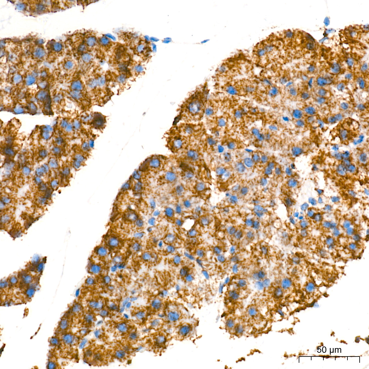 Monoamine Oxidase A (MAOA) Rabbit Monoclonal Antibody - Image 8