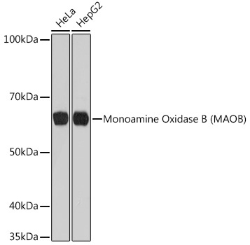 Monoamine Oxidase B (MAOB) Rabbit Monoclonal Antibody