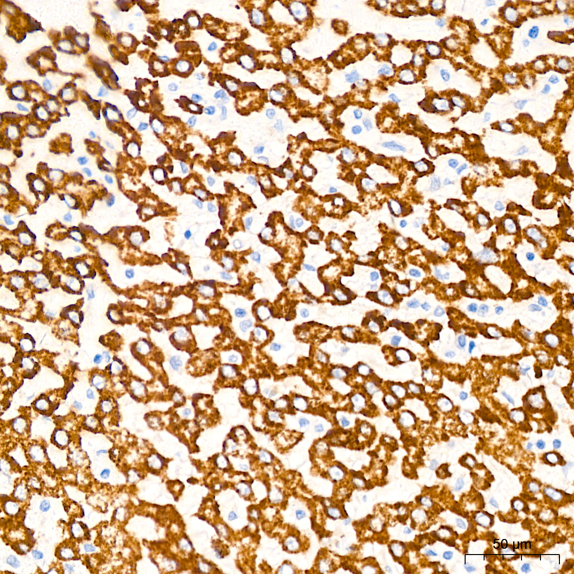 Monoamine Oxidase B (MAOB) Rabbit Monoclonal Antibody - Image 4