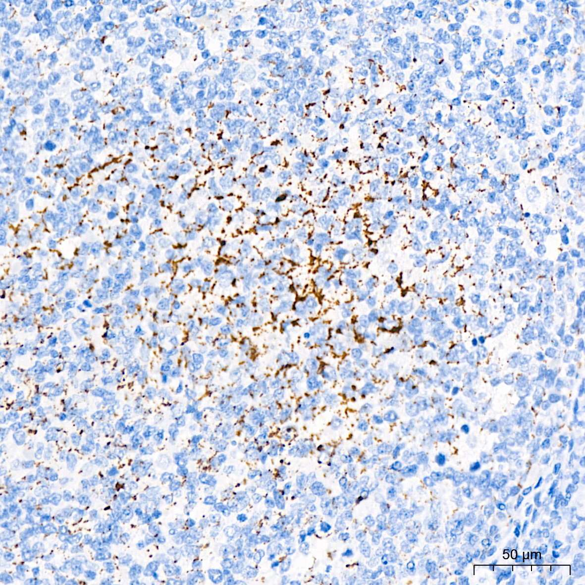 Monoamine Oxidase B (MAOB) Rabbit Monoclonal Antibody - Image 5
