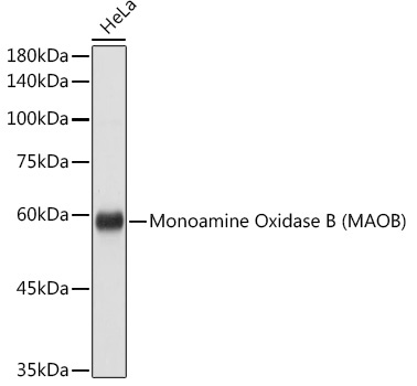 Monoamine Oxidase B (MAOB) Rabbit Polyclonal Antibody