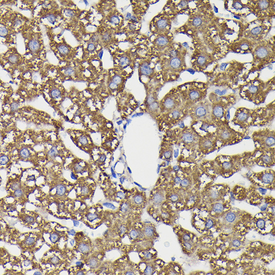 Monoamine Oxidase B (MAOB) Rabbit Polyclonal Antibody - Image 2