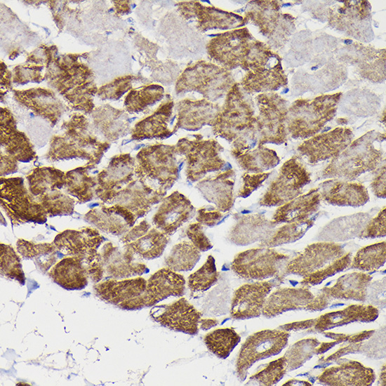 Monoamine Oxidase B (MAOB) Rabbit Polyclonal Antibody - Image 3