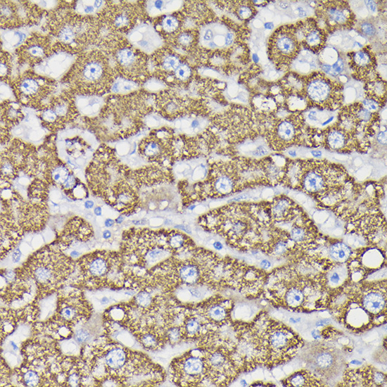 Monoamine Oxidase B (MAOB) Rabbit Polyclonal Antibody - Image 4