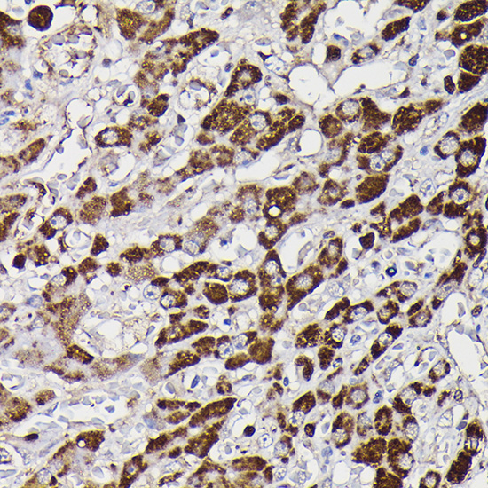 Monoamine Oxidase B (MAOB) Rabbit Polyclonal Antibody - Image 5