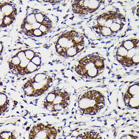 Monoamine Oxidase B (MAOB) Rabbit Polyclonal Antibody - Image 6